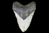 Massive, Fossil Megalodon Tooth - North Carolina #75517-1